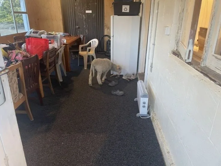 Omarama accommodation lamb invasion