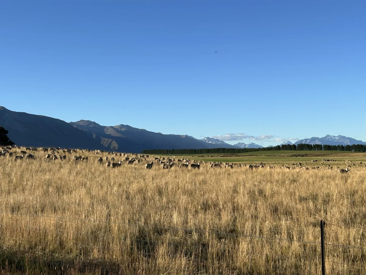 Omarama accommodation farm stay